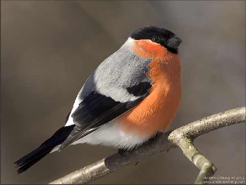 hodowla border collie Lublin