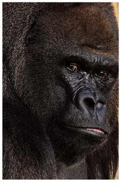 układanie brukowej kostki Bydgoszcz tanio