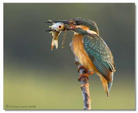 układanie bruku w Koszalinie