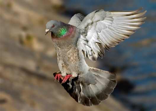 Bydgoszcz usługi koparko ładowarką