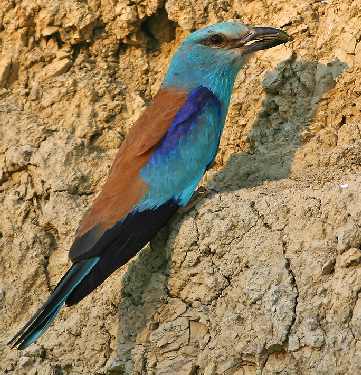 usługi koparką Bydgoszcz