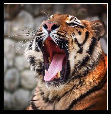 Łódź border collie hodowla