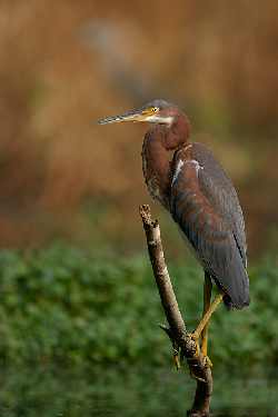 Bydgoszcz ukladanie plyt jumbo