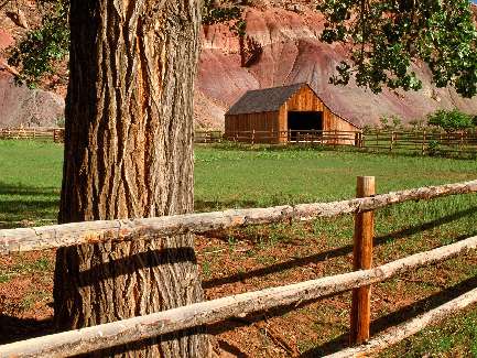 border collie Kraków