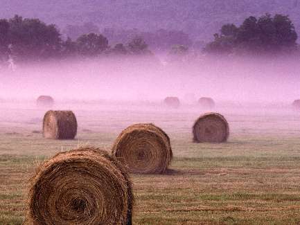 border collie najtaniej