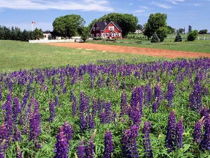 usługi koparko-ładowarką Bydgoszcz