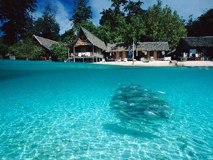 border collie Łódź