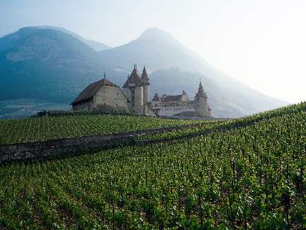 usługi koparką Bydgoszcz