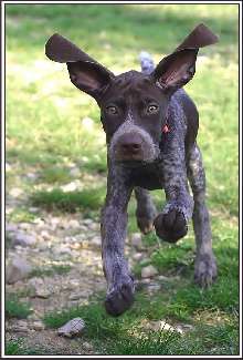 Bydgoszcz układanie brukowej kostki tanio