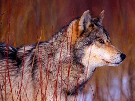 koparko ładowarka Bydgoszcz