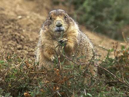 border collie Szczecin