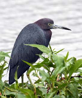 fotowoltaika Strzegom