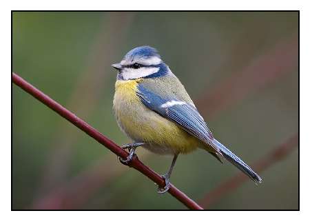 hodowle border collie Kielce