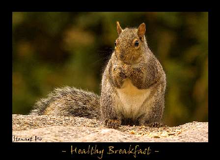 Bydgoszcz usługi koparko ładowarką