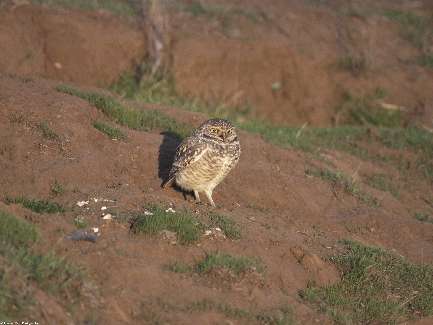 usługi koparko-ładowarką Bydgoszcz