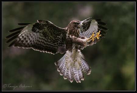 usługi koparko-ładowarką Bydgoszcz