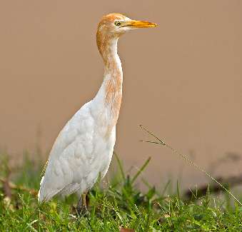 Wrocław tanie układanie kostki brukowej