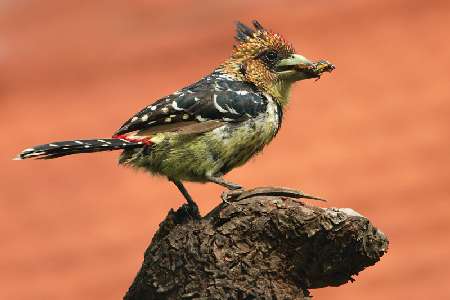 usługi koparko-ładowarką Bydgoszcz