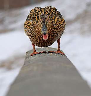 usługi ładowarko koparką Bydgoszcz usługi ładowarko koparką Bydgoszcz