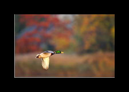 brukarstwo Bydgoszcz