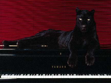 Wrocław border collie z rodowodem