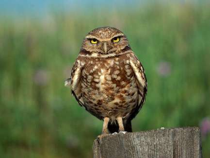 układanie pozbruku Toruń