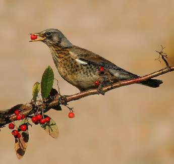 usługi koparko ładowarką Bydgoszcz