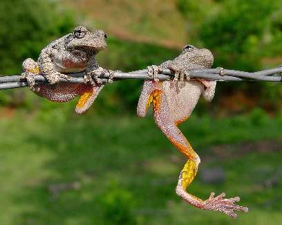 zdjęcia border collie