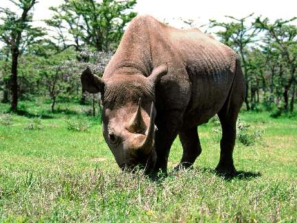 ukladanie bruku Czarnkow