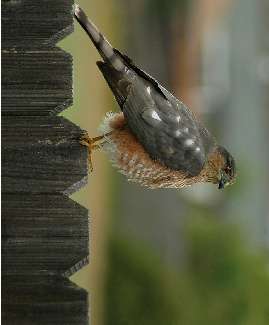 Bydgoszcz usługi koparko ładowarką