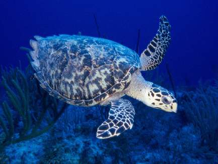 układanie kostki Bydgoszcz