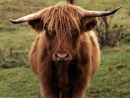 Bydgoszcz układanie kostki z kamienia