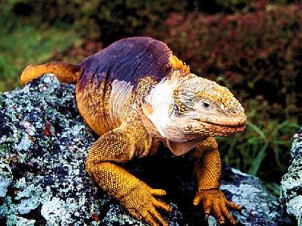 sklepy z piecami centralnego ogrzewania Bydgoszcz