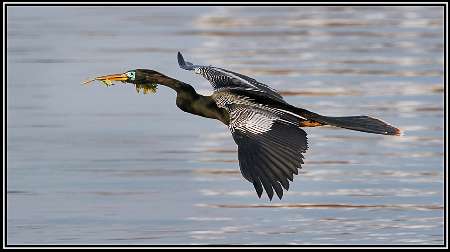 tanie układanie kostki brukowej Piła