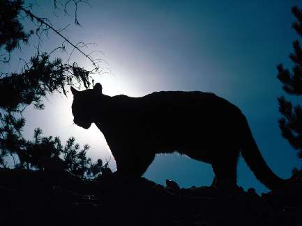 firmy brukarskie w Trzciance