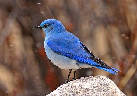 Bydgoszcz koparki wynajem