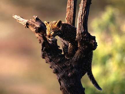 układanie kostki granitowej w Bydgoszczy