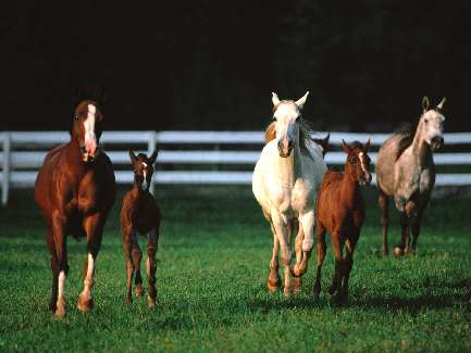 firma brukarska w Pile