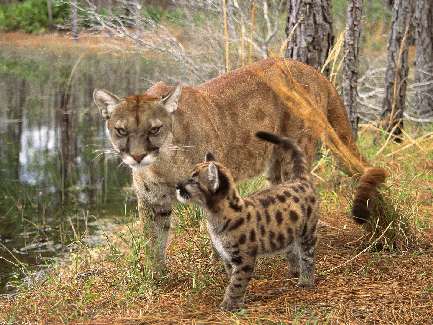 koparko ładowarka Bydgoszcz koparko ładowarka Bydgoszcz