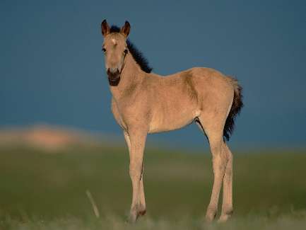 usługi koparko ładowarką Bydgoszcz