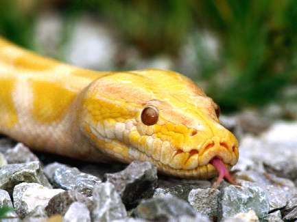 Bydgoszcz brukarstwo