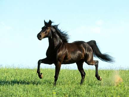 firmy brukarskie w Złotowie