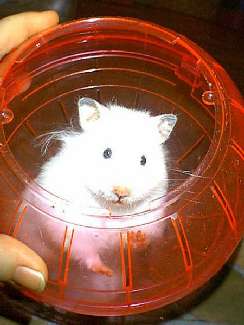 Bydgoszcz usługi koparko ładowarką