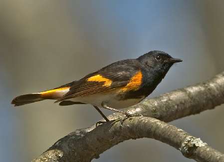 wynajem koparki Bydgoszcz