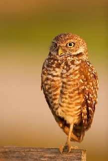 fotowoltaika Wołów