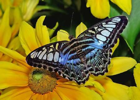 Bydgoszcz koparki wynajem