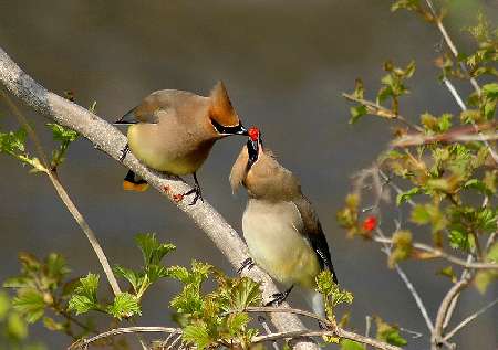 panele fotowoltaiczne Kościan