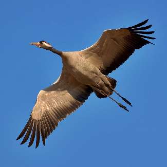 Bydgoszcz brukarstwo układanie kostki brukowej