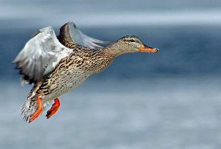 panele fotowoltaiczne Trzciel