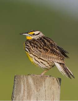 układanie kostki z granitu Chodzież